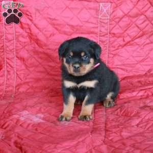 Vanessa, Rottweiler Puppy