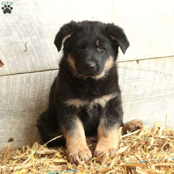 Vann, German Shepherd Puppy
