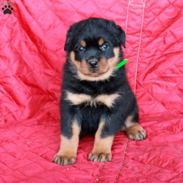 Vann, Rottweiler Puppy