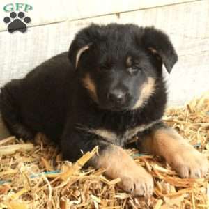 Vann, German Shepherd Puppy