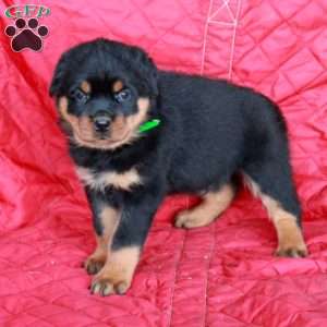 Vann, Rottweiler Puppy