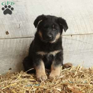 Vann, German Shepherd Puppy