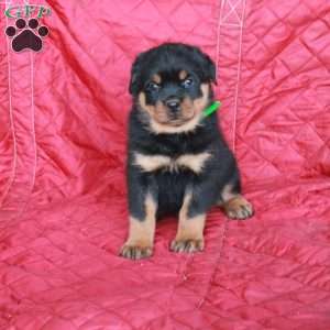 Vann, Rottweiler Puppy
