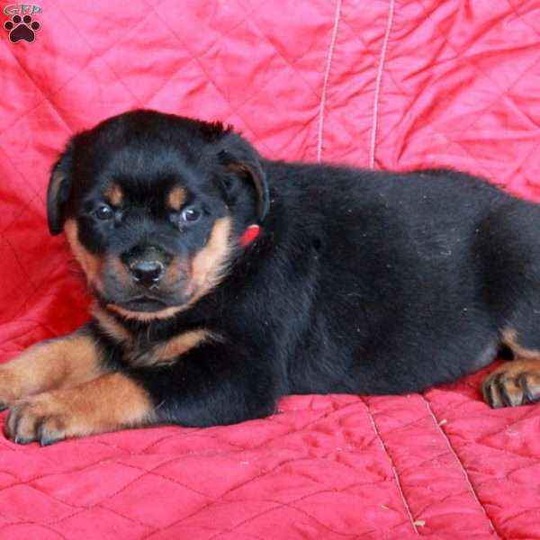 Vaughn, Rottweiler Puppy
