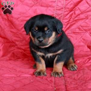 Vaughn, Rottweiler Puppy