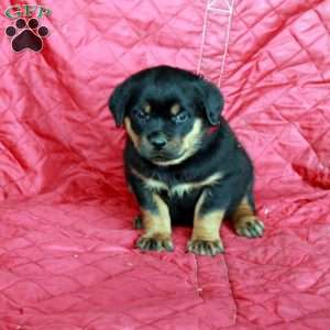 Vaughn, Rottweiler Puppy