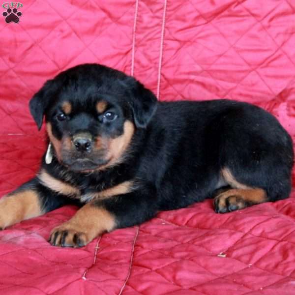 Vernon, Rottweiler Puppy