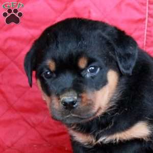 Vernon, Rottweiler Puppy