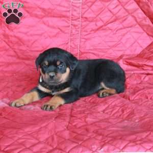 Vernon, Rottweiler Puppy