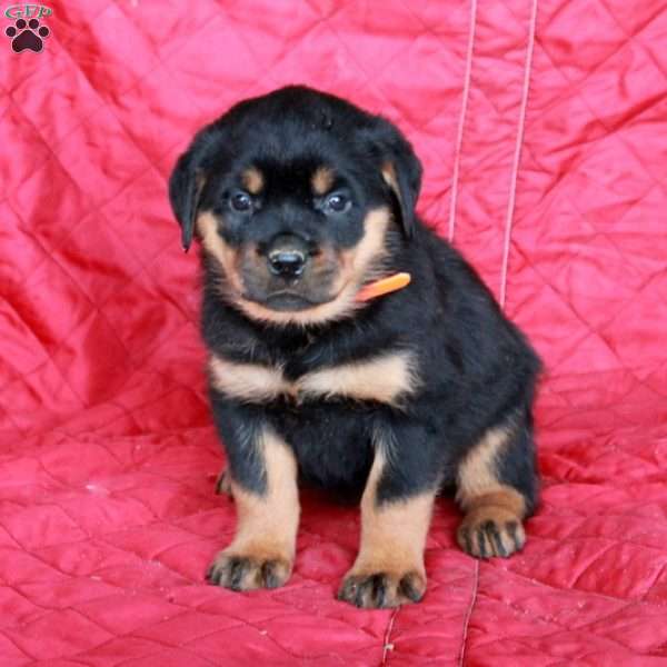 Veronica, Rottweiler Puppy