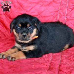 Veronica, Rottweiler Puppy