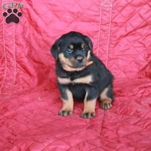 Veronica, Rottweiler Puppy