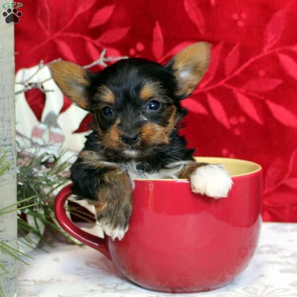 Vesper, Yorkie Puppy