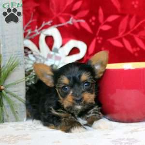 Vesper, Yorkie Puppy