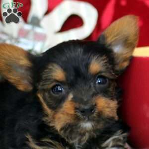 Vesper, Yorkie Puppy