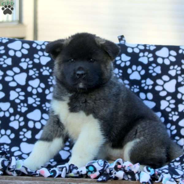Vicky, Akita Puppy