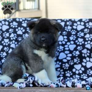 Vicky, Akita Puppy