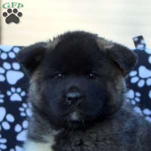 Vicky, Akita Puppy
