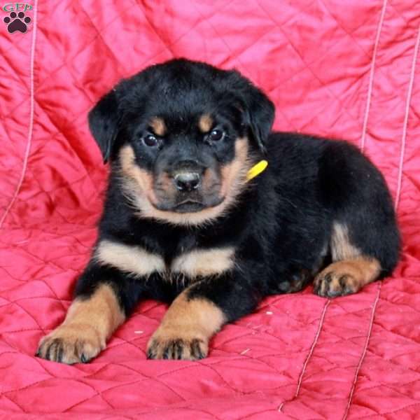 Victor, Rottweiler Puppy
