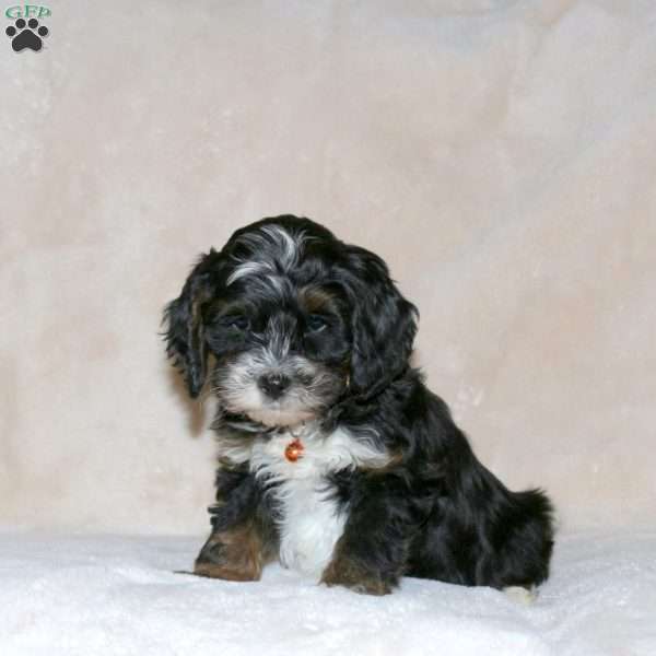 Victor, Cockapoo Puppy
