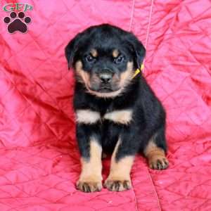 Victor, Rottweiler Puppy