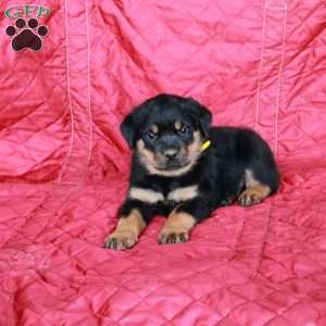 Victor, Rottweiler Puppy