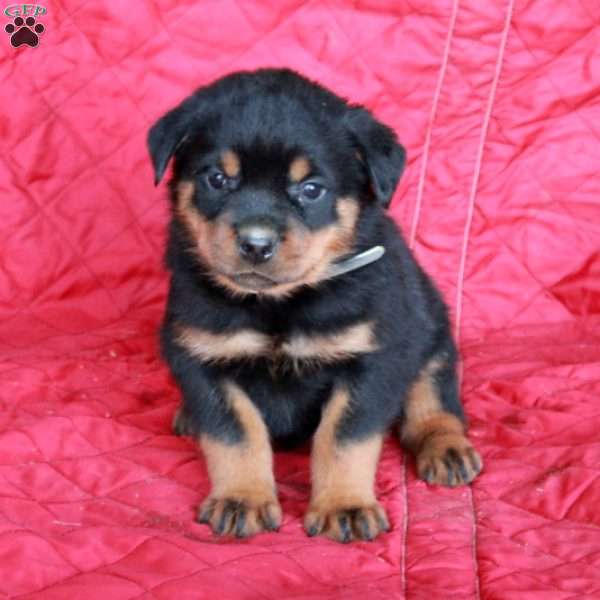 Viggo, Rottweiler Puppy