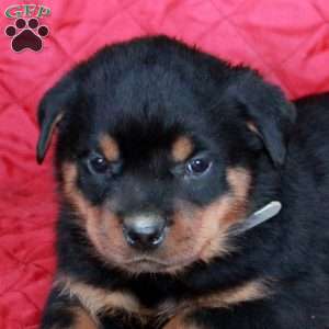 Viggo, Rottweiler Puppy