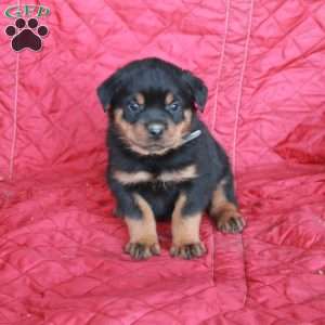 Viggo, Rottweiler Puppy