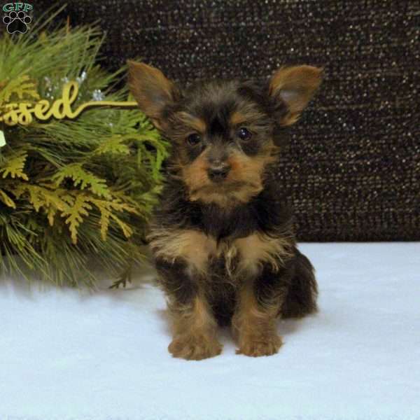 Vince, Yorkie Puppy