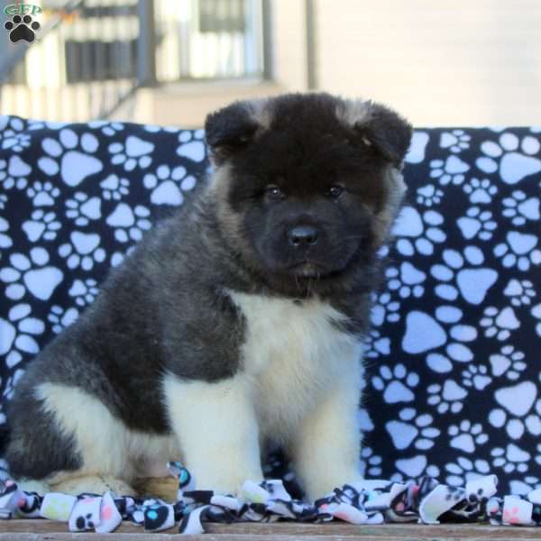 Vince, Akita Puppy