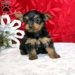 Vince, Yorkie Puppy