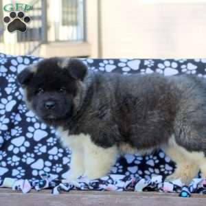 Vince, Akita Puppy