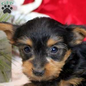Vince, Yorkie Puppy