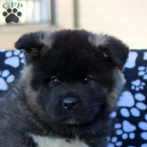 Vince, Akita Puppy