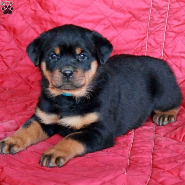 Vinny, Rottweiler Puppy
