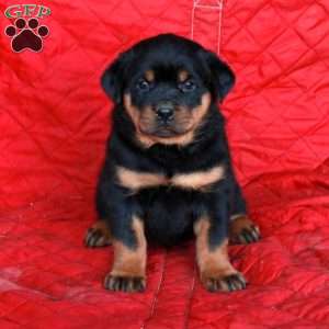 Vinny, Rottweiler Puppy