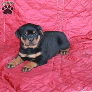 Vinny, Rottweiler Puppy