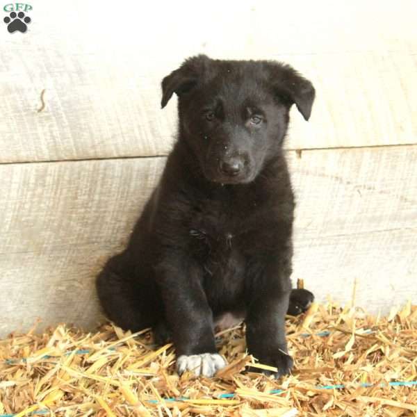 Violet, German Shepherd Puppy