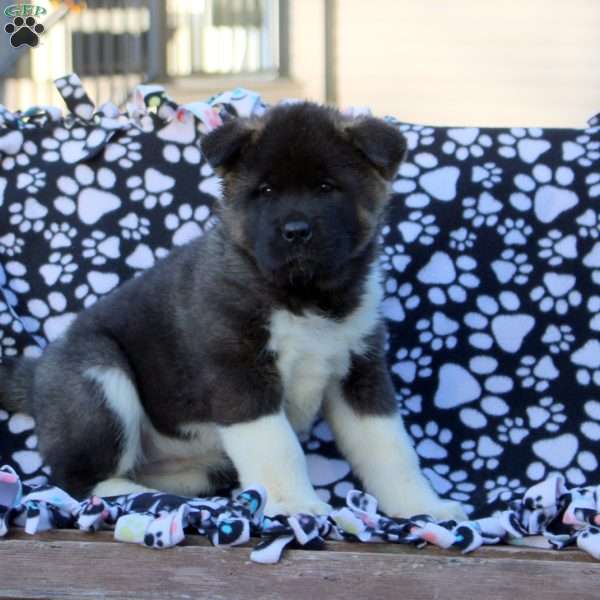 Violet, Akita Puppy