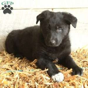 Violet, German Shepherd Puppy