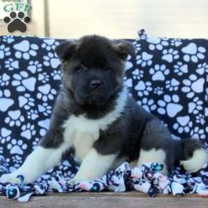 Violet, Akita Puppy