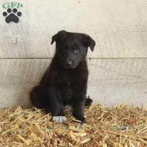 Violet, German Shepherd Puppy