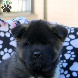 Violet, Akita Puppy