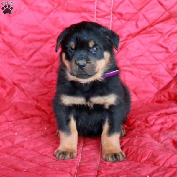 Vito, Rottweiler Puppy