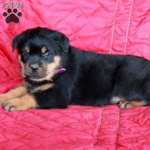 Vito, Rottweiler Puppy