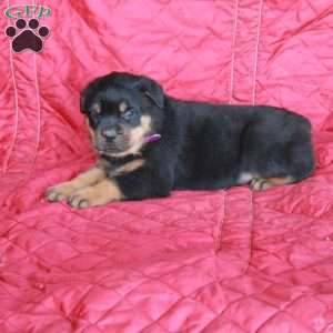 Vito, Rottweiler Puppy