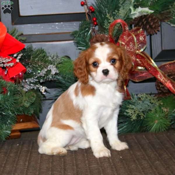 Vixen, Cavalier King Charles Spaniel Puppy