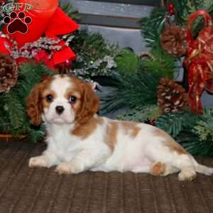 Vixen, Cavalier King Charles Spaniel Puppy