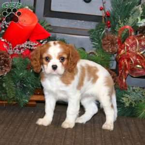 Vixen, Cavalier King Charles Spaniel Puppy